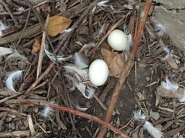 Eggs found in the yard