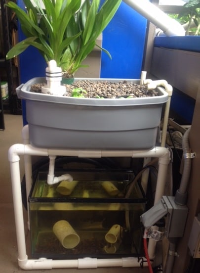 An example of a basic aquaponics system that would cost about $50 to set up