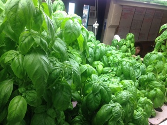 Basil grown in an aquaponic system