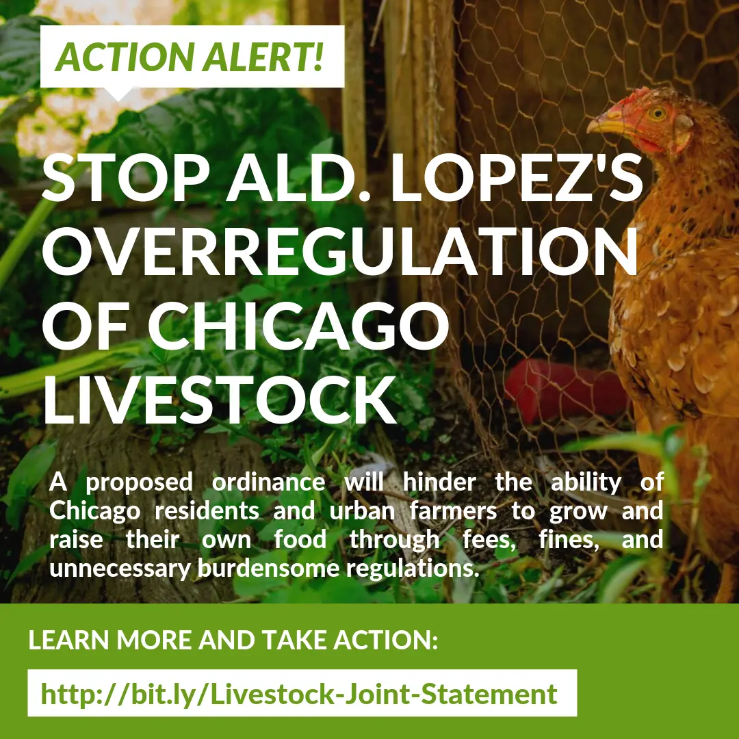 Chicago Livestock Action Alert (2)